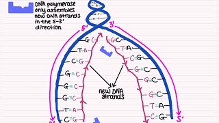 AQA A LEVEL BIOLOGY TOPIC 1.5.2 - DNA replication