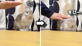 なでたら一瞬でねむりにつくうさぎさん