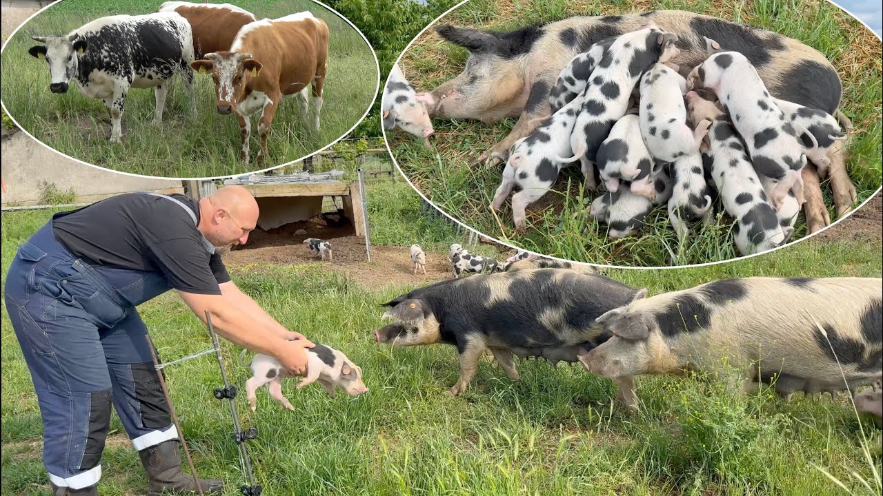 Świnie Złotnickie Pstre, na wolnych Wybiegach, nowatorskie podejście na BIO Farmie Kolin.