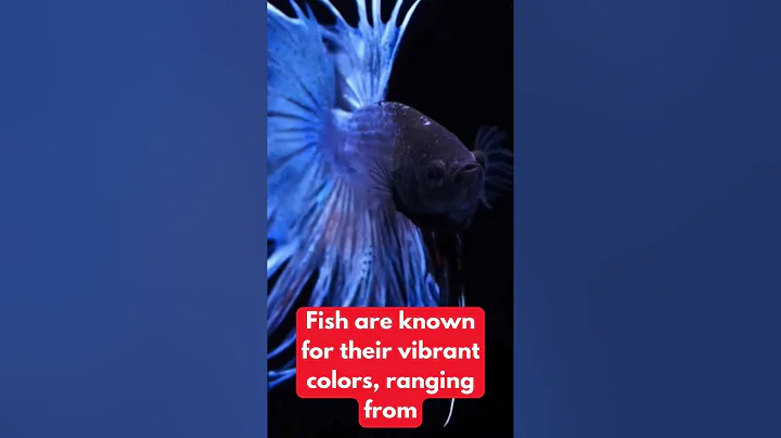 Video 9570751: siamese fighting fish, siamese animals pets, facts siamese