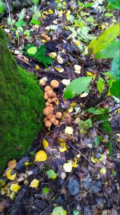 Дары ЛЕСА 🍄🏞️🌿🍄🌲🍄🌿 Орловская область 🌄🌳🌿 - YouTube