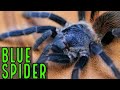 Brazilian BLUE Tarantula Care & Info Pterinopelma sazimai
