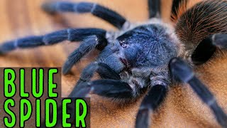 Brazilian Blue Tarantula Care & Info Pterinopelma Sazimai