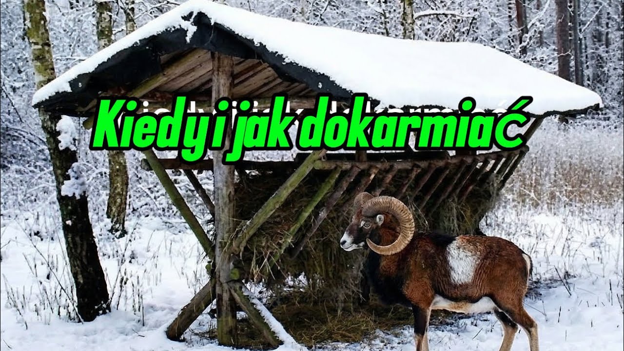 Zimowe Dokarmianie. Muflony dziki jelenie sarny 