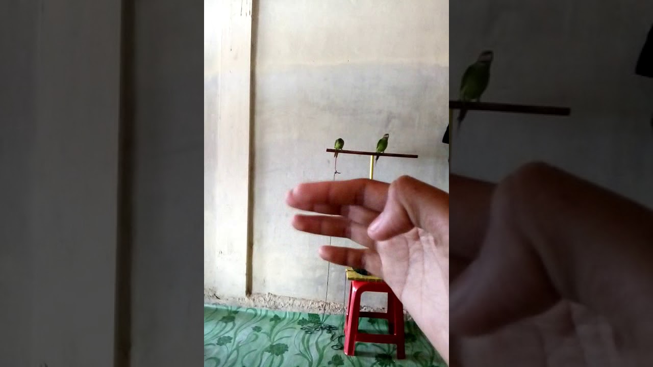 Melatih NIO burung betet liar part 2 