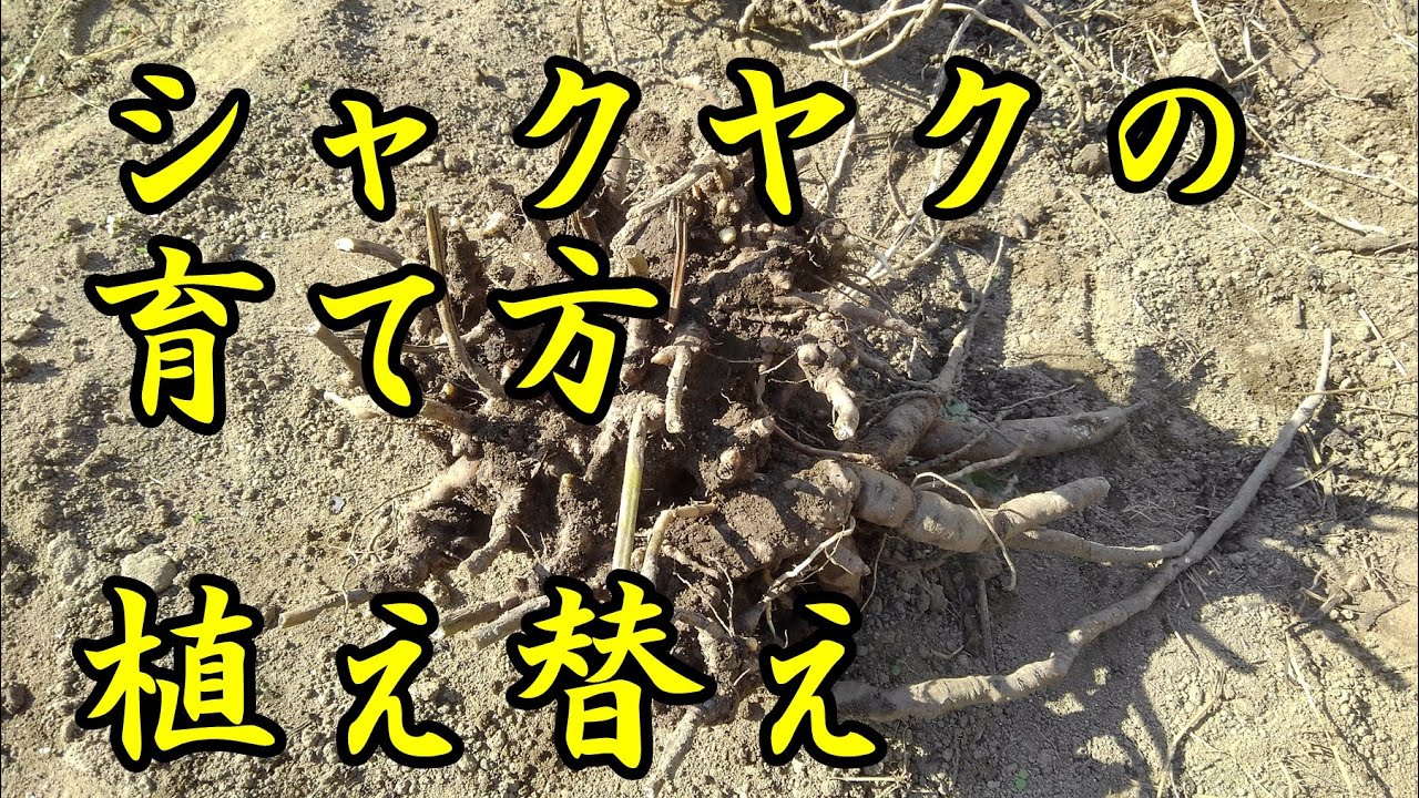 シャクヤクの育て方 植え替え Youtube