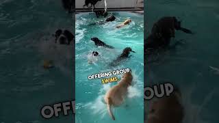 Pool Time At Doggy Daycare
