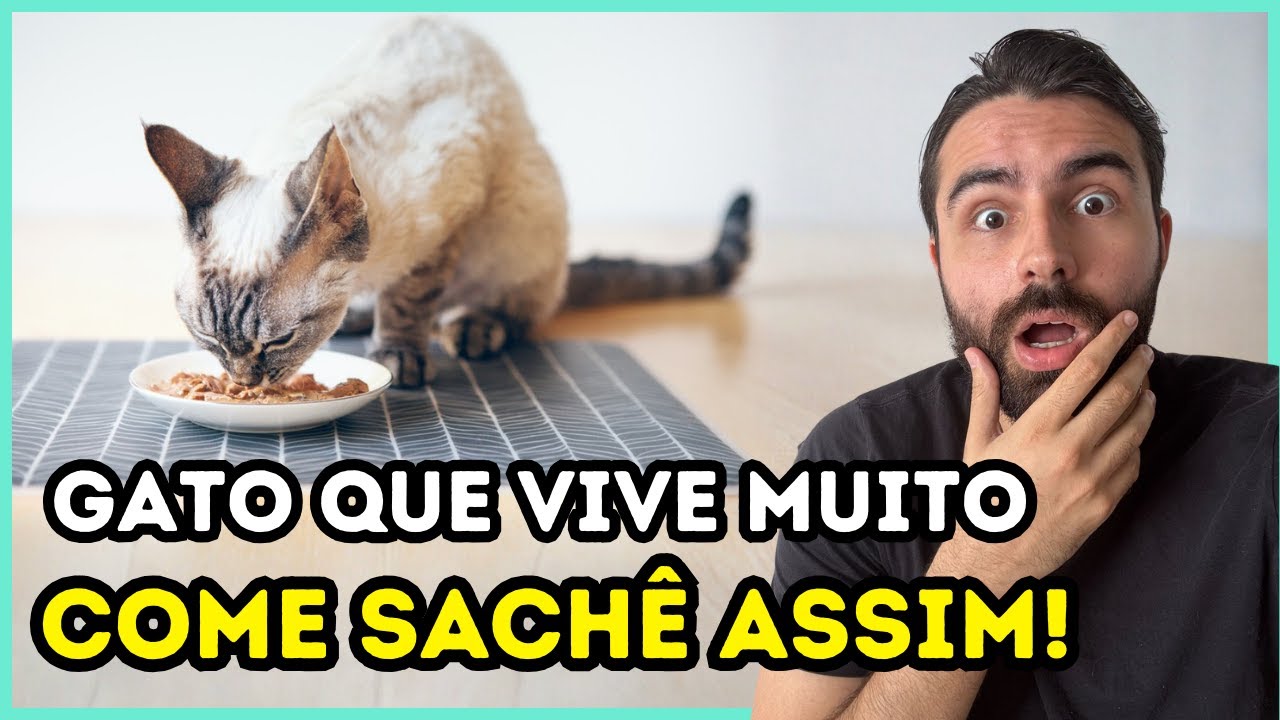Faça ISSO Antes de Dar SACHÊ Para o Seu Gato e Ele Vai Viver MUITO MAIS!