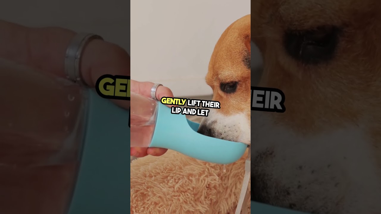 Brush Your Dog's Teeth Without Stress! 🐶😌 (Easy Tips!)