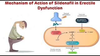 Mechanism Of Action Of Sildenafil In Erectile Dysfunction || Sildenafil (Viagra)