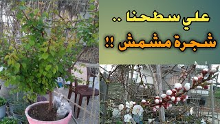 شاهد! كيفية زراعة ورعاية شجرة مثمرة علي السطح! شجرة المشمش! طريقة التقليم الصحيحة 🌳