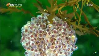 EBS Docuprime - Docuprime_2000km of Ocean Currents of Life Part 2 - Secrets of Ocean Currents ove...