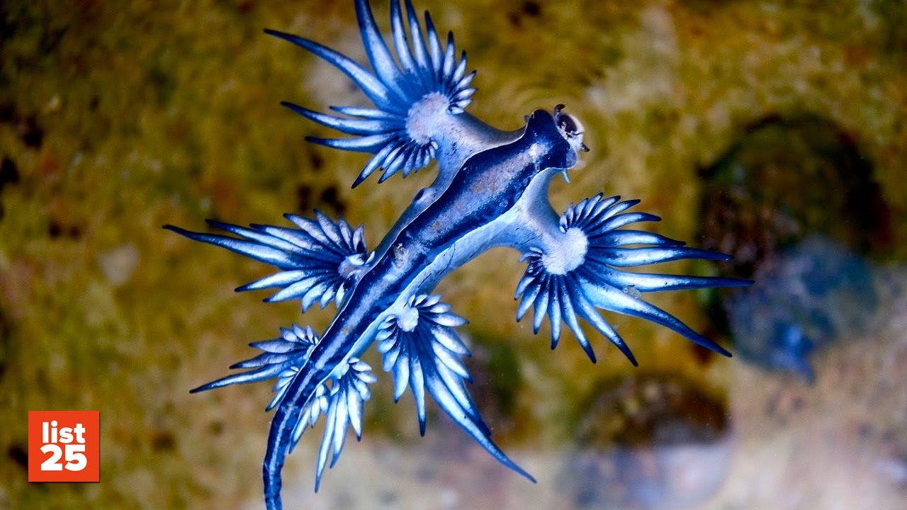 beautiful ocean creatures