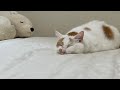 ツチノコ