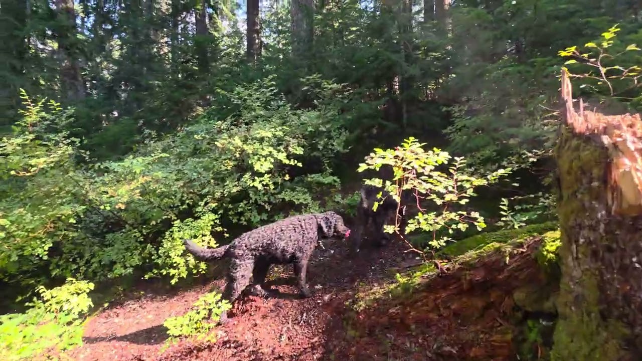 N Cascades, Scout Lake, forest in upper drainage.