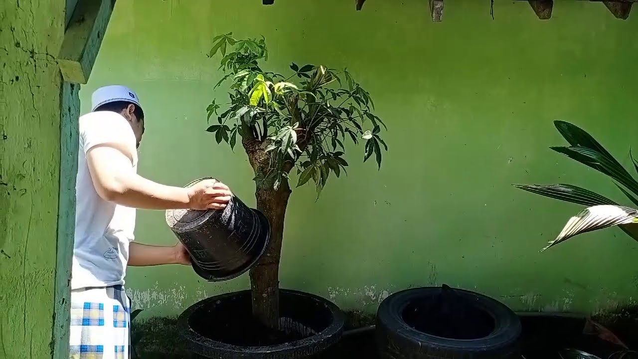 CARA MENANAM SIRIH 