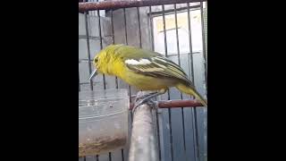 Sirtu gacor bikin lawan merespon