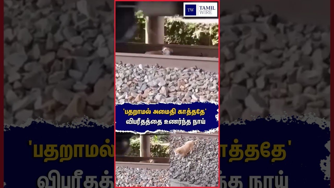 'பதறாமல் அமைதி காத்ததே' விபரீதத்தை உணர்ந்தநாய் #Railwys #railwaystation #Dog #Dogs #Pets #Petanimals