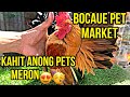 Bocaue pet market murang bilihan ng mga tuta dinadayo ng mga taga manila at iba pa sulit vlog