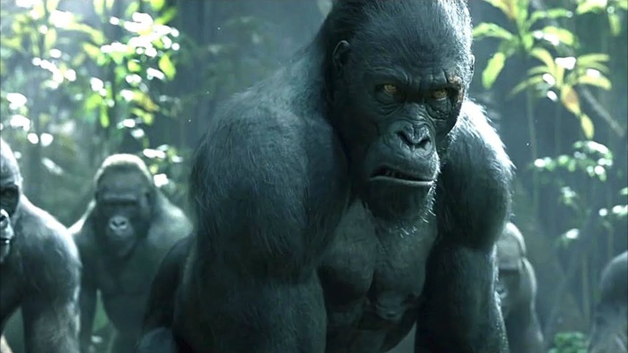 ลิงยักษ์ โลกต้องจำ (gorilla ) ฮาแรมเบ