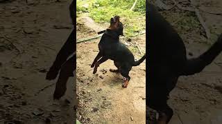 Mera Naam Daisy Hai Kutta Nahi