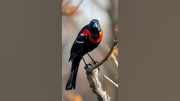 Wild birds with black and combine rerd feathers