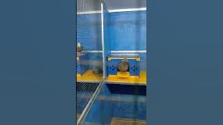 kandang wartel merpati sederhana tapi mewah