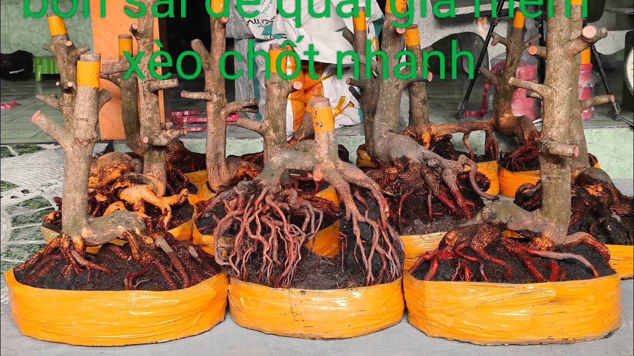 Ngày 3/3 bon sai đế quái giá mềm xèo chốt nhanh 0332793171 hoàng tuấn