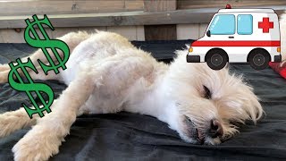 HOW MUCH does ER VET cost?  $$$