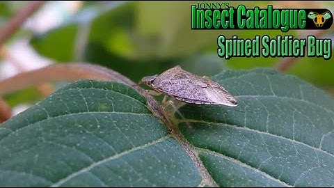 Spined Soldier Bug - A Blurred Stinker (Podisus maculiventris)