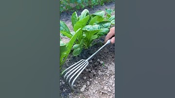 Cào xới đất bằng thép không gỉ #Ba dụng cụ nông nghiệp #shorts