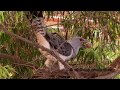 Channel-billed Cuckoo Attack's Currawong Nest