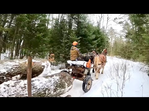 The Advantages of Logging with HORSES & EQUIPMENT // Draft Horse Logging #447