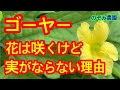 【ゴーヤー】意外な秘密が！花は咲くけど実がならない！？疑問を解決します。ご安心下さい。