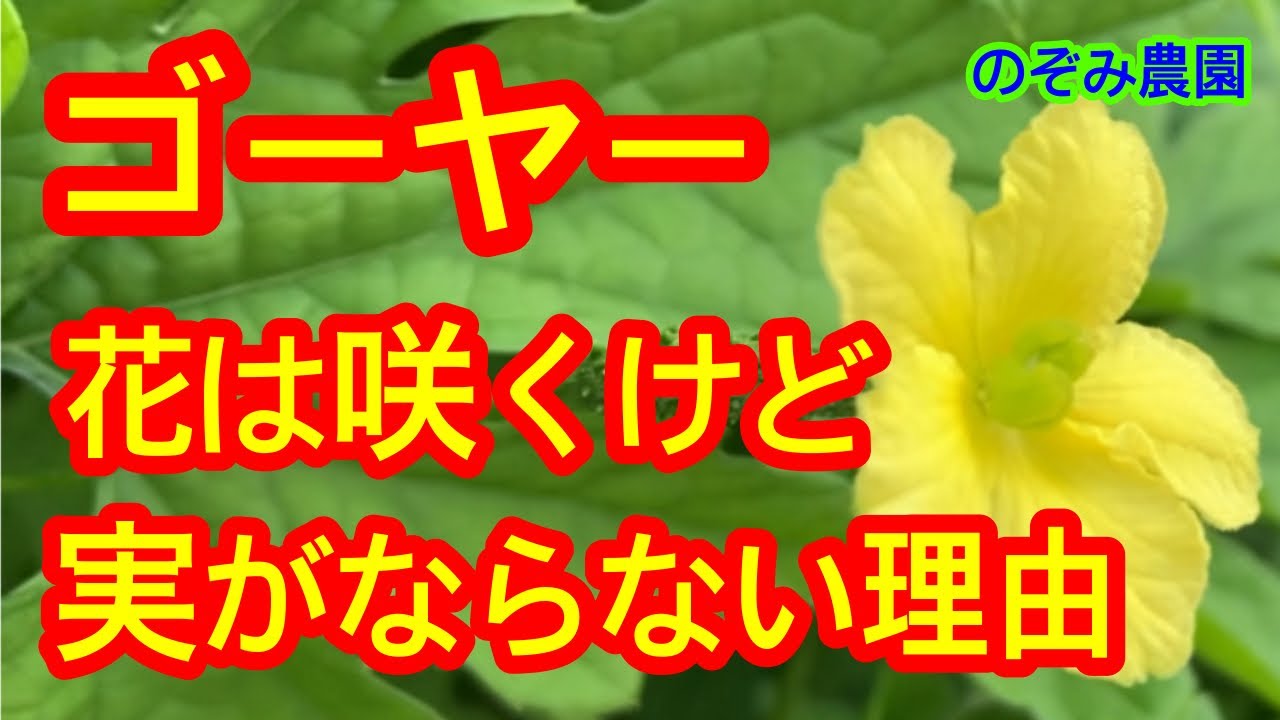【ゴーヤー】意外な秘密が！花は咲くけど実がならない！？疑問を解決します。ご安心下さい。
