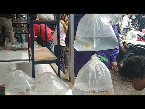 arwana di lapak cherry 12 - youtube