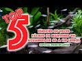 5 peces 🐟 fáciles de mantener en acuarios de 60l a 120l - TOP 5   especial principiantes 👍