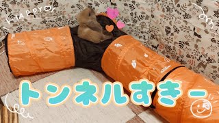 うさぎのつなぎぴょんネルで遊ばせてみた【ホーランドロップ】