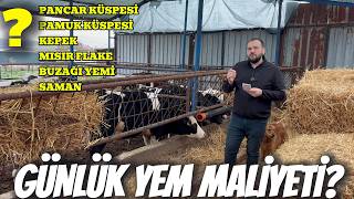20 Yeni Dana Günde Kaç TL Yiyor? | 2026 Güncel Besi Rasyonu ve Maliyeti 💸