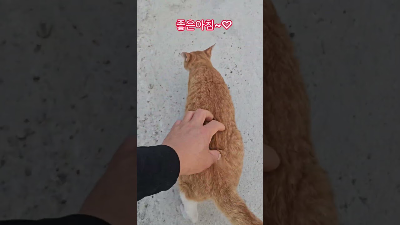 우리 길냥이들 #복순이 #까망이 #휴일 #부산강서구