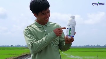 Baloric 310EC - Vũ khí mới trong cuộc chiến chống cỏ dại trên đồng lúa