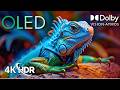 OLED Perfection in 4K HDR | Dolby Vision Cinematic Demo(4K/8K TV)
