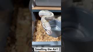 What’s there to EAT???! Snake Scoping his surroundings!