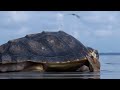 Sea turtles arrive in droves at Georgia’s Tybee Island