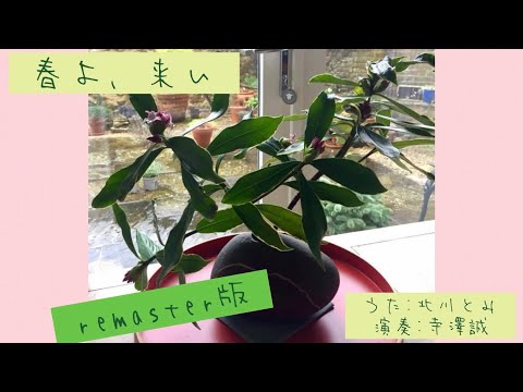 春よ、来い (2023 Remaster) by MakotTomi Music
