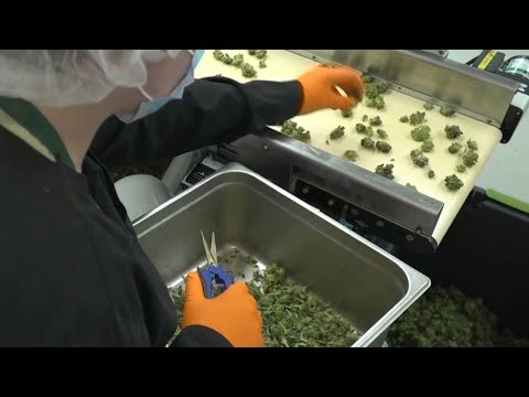 best dispensary ontario