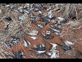 'Ua'u kani Colony at Ninini Point Devastated by Cats &mdash; At Least 125 Birds Killed | September 2025