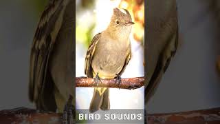 Bird Sounds masteranburung nature shorts