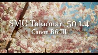 Vintage Spring | SMC Takumar 50 1.4   Canon R6 III