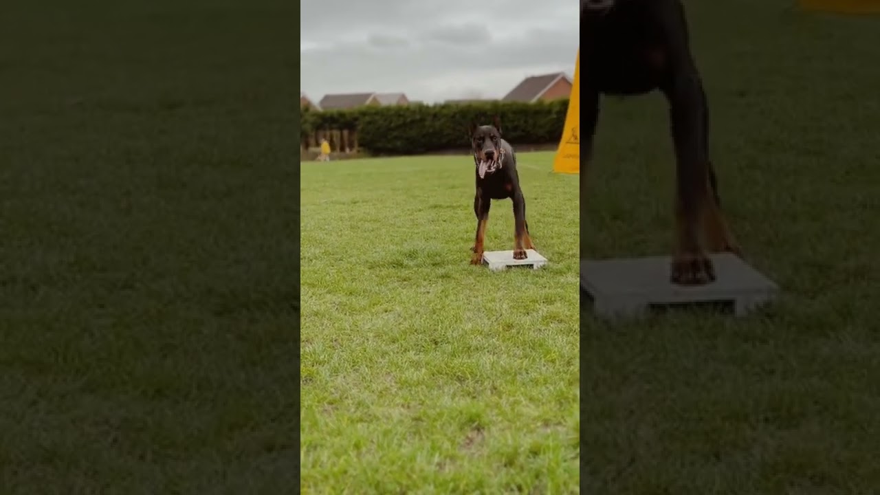 Ammo Dobermann Marker Training